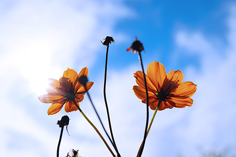 君といつまでも。