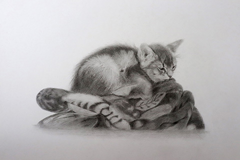 『 子猫 / デッサン 』